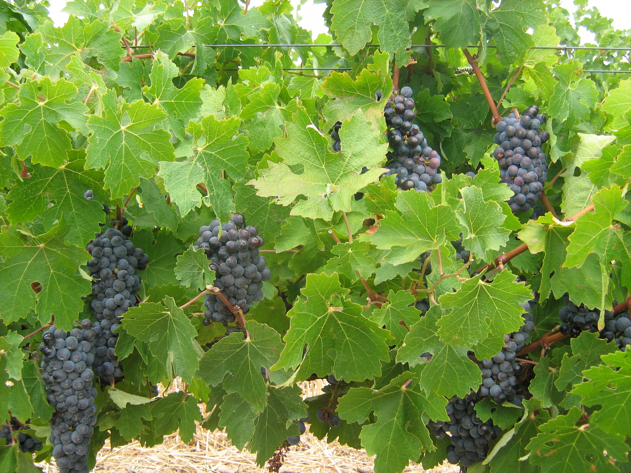 Grapes